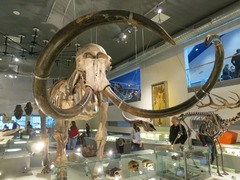 Naturalis17