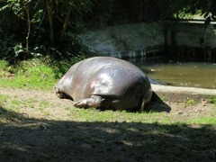 Burgerzoo07