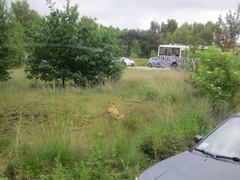 BeekseBergen11