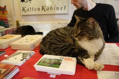 KattenKabinet23