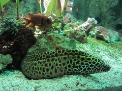 Sealife21