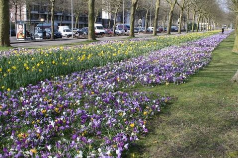 090324 crocus02