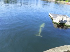dolfinarium27
