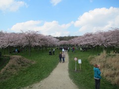 sakura22