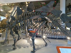 Naturalis23
