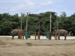 BeekseBergen43