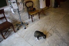 KattenKabinet02