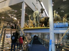 Naturalis06