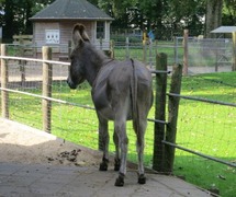 Aalsmeer23