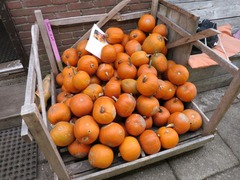 Pluktuin09