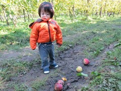 APPLE65