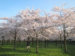 sakura102