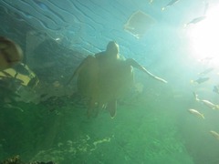 Sealife25