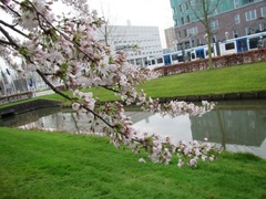 Sakura10