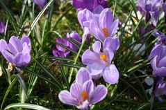 090324 crocus06