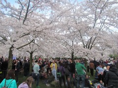 sakura209
