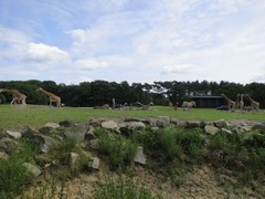 BeekseBergen41