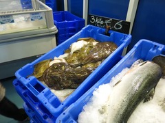 Oyster22