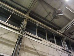 Goudfazant09