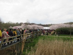 Sakura201