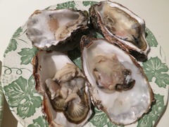 Oyster09