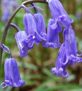 BlueBell03