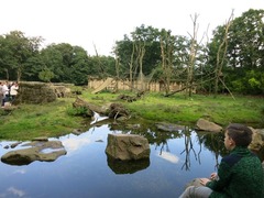 Apenheul37