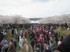 sakura210