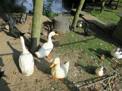 Aalsmeer20