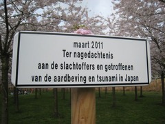 2011Sakura04