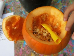 Pluktuin12