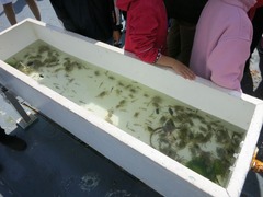 Texel052