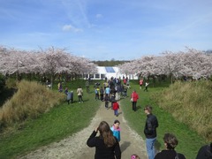 Sakura01