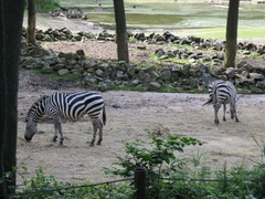 Burgerzoo62