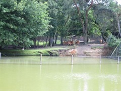 BeekseBergen50