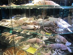 Sealife14