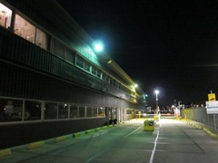 Goudfazant02