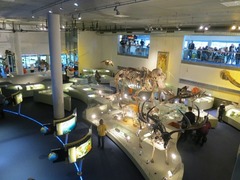 Naturalis14