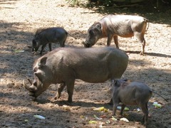 Burgerzoo09