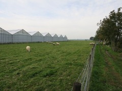 Pluktuin22
