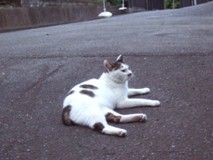 neko01
