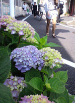 20110606¤¢¤¸¤µ¤¤