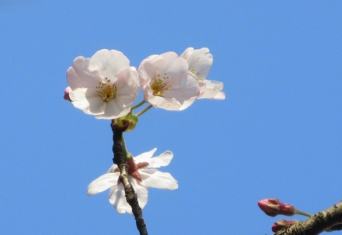 IMG_7257sakura