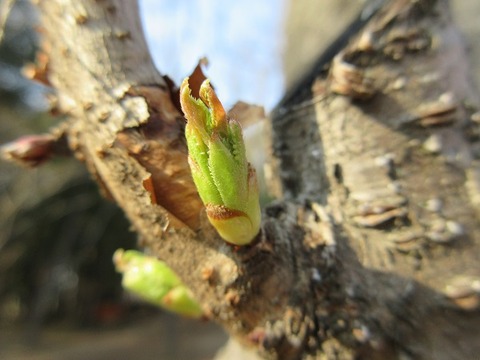 IMG_7222shinme.JPG