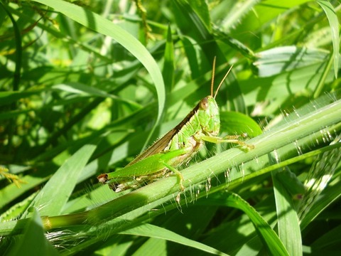P1060880grasshopper