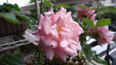 ミニバラ9 2012-06-08 11-52-47
