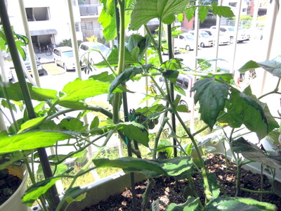 オレンジパルチェ1 2012-05-27 10-34-44