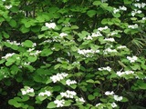 20a