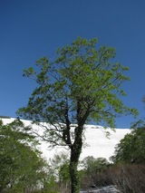 7a