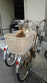 BlogPaint